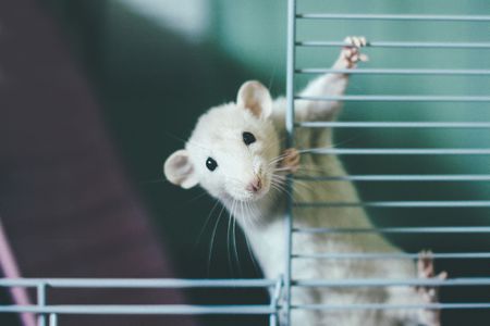 Caged Rat small